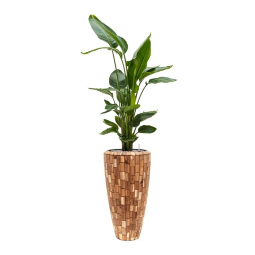 Strelitzia nicolai in Baq Facets Jenga